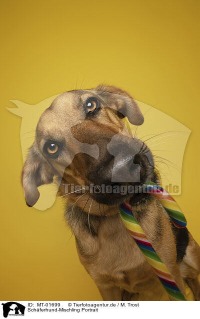 Schferhund-Mischling Portrait / MT-01699