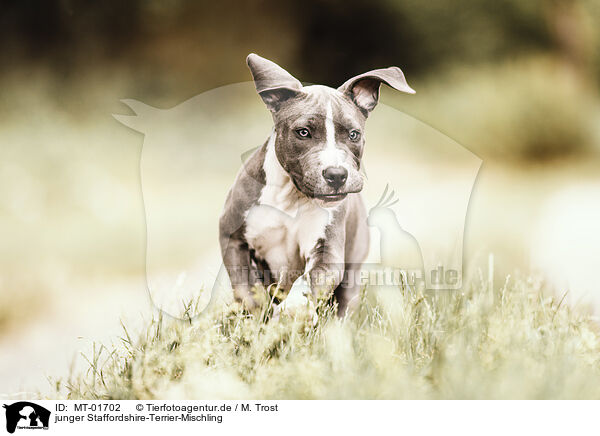 junger Staffordshire-Terrier-Mischling / young Staffordshire-Terrier-Mongrel / MT-01702