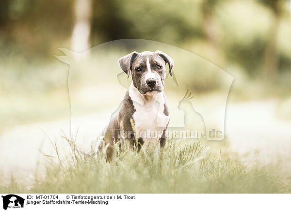 junger Staffordshire-Terrier-Mischling / young Staffordshire-Terrier-Mongrel / MT-01704