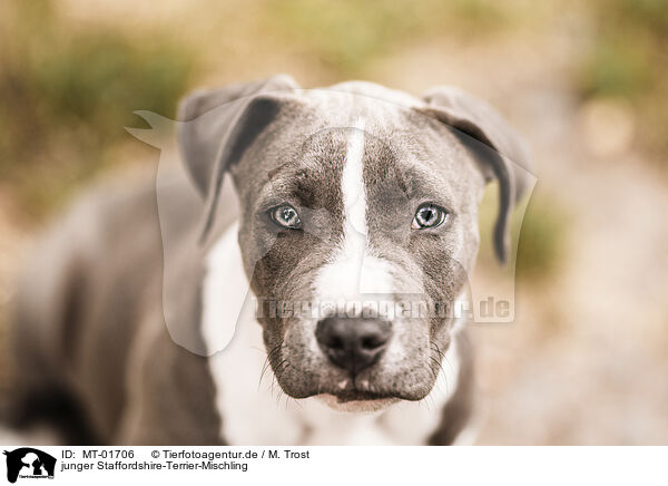 junger Staffordshire-Terrier-Mischling / young Staffordshire-Terrier-Mongrel / MT-01706