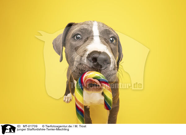 junger Staffordshire-Terrier-Mischling / MT-01709