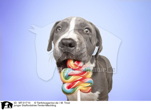 junger Staffordshire-Terrier-Mischling / MT-01710