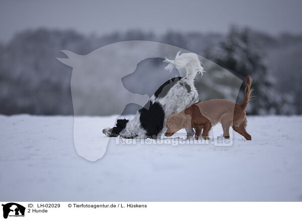 2 Hunde / 2 dogs / LH-02029