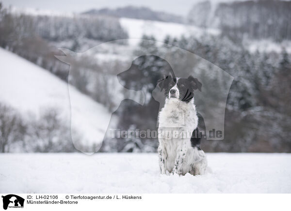 Mnsterlnder-Bretone / Munsterlander-Breton / LH-02106