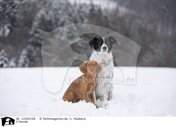 2 Hunde / 2 dogs / LH-02109