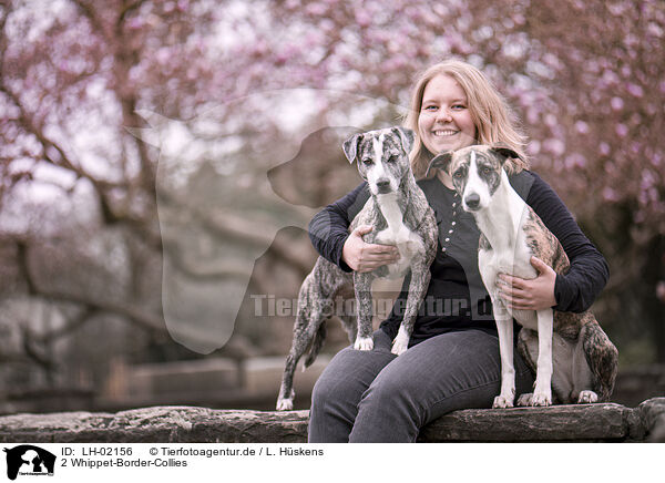 2 Whippet-Border-Collies / 2 Sighthound-Border-Collies / LH-02156