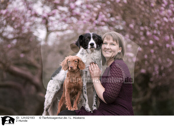2 Hunde / 2 dogs / LH-02183