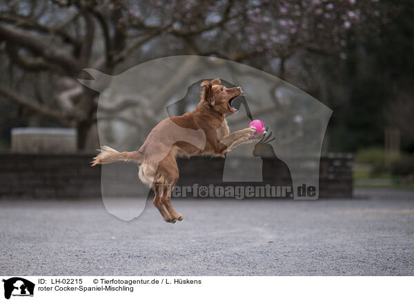 roter Cocker-Spaniel-Mischling / LH-02215