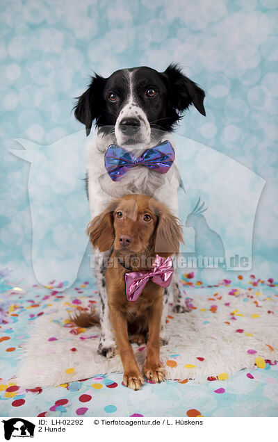 2 Hunde / LH-02292