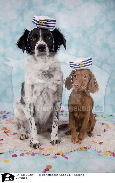 2 Hunde / 2 dogs / LH-02294