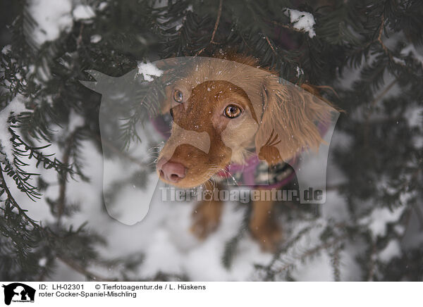 roter Cocker-Spaniel-Mischling / red Cocker-Spaniel-Mongrel / LH-02301