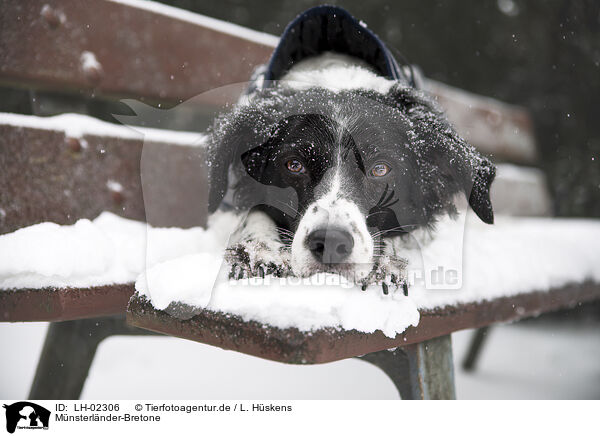 Mnsterlnder-Bretone / Munsterlander-Breton / LH-02306