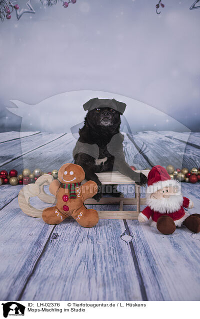 Mops-Mischling im Studio / Pug-Mongrel in the studio / LH-02376