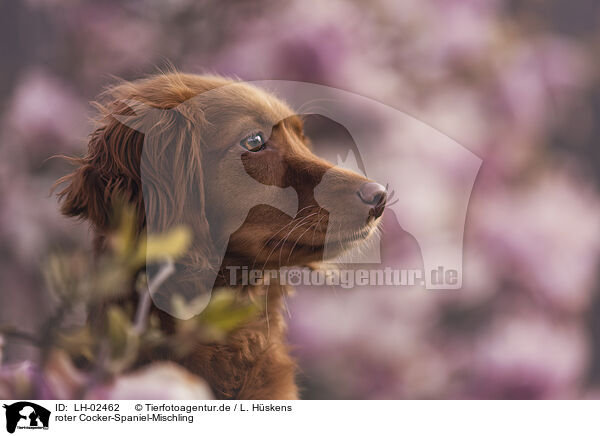 roter Cocker-Spaniel-Mischling / red Cocker-Spaniel-Mongrel / LH-02462