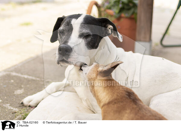 2 Hunde / 2 dogs / TBA-02160