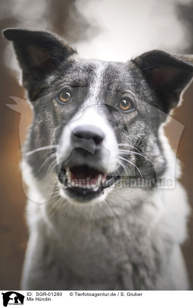 Mix Hndin / female mongrel / SGR-01280