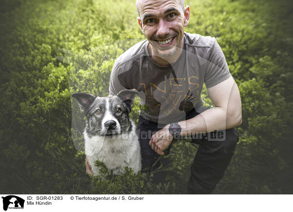 Mix H�ndin / female mongrel / SGR-01283