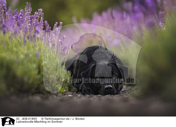 Labradoodle-Mischling im Sommer / Labradoodle-Mongrel in summer / JEB-01865