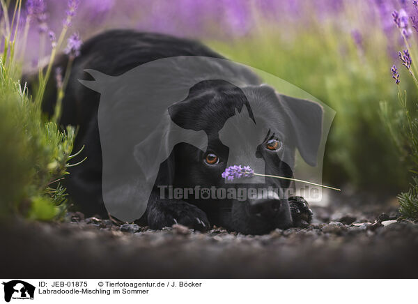 Labradoodle-Mischling im Sommer / JEB-01875