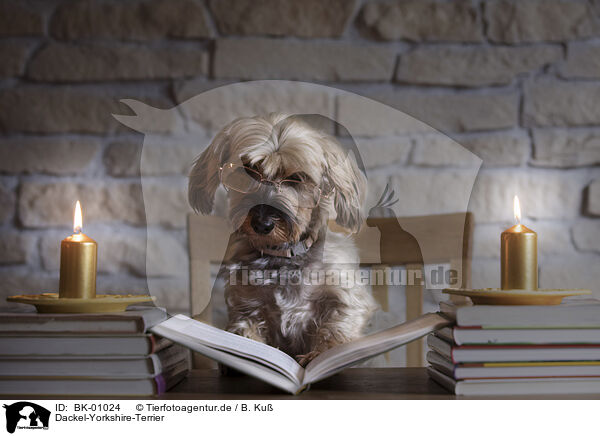 Dackel-Yorkshire-Terrier / BK-01024