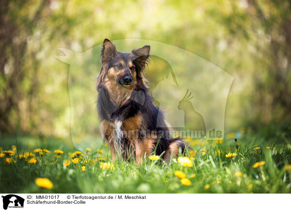 Sch�ferhund-Border-Collie / Shepherd-Border-Collie / MM-01017
