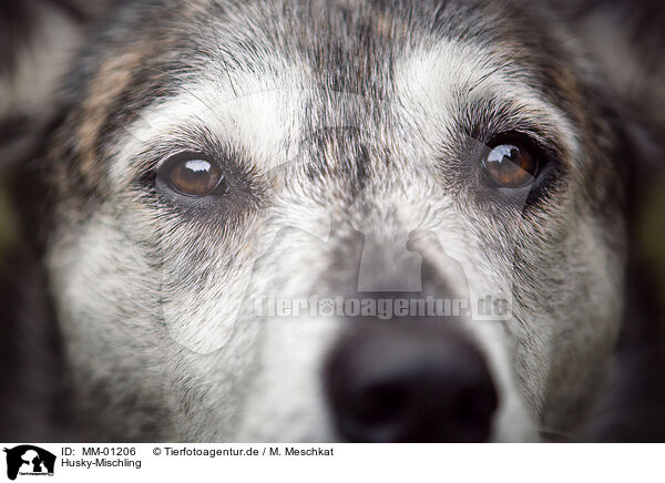 Husky-Mischling / Husky-Mongrel / MM-01206