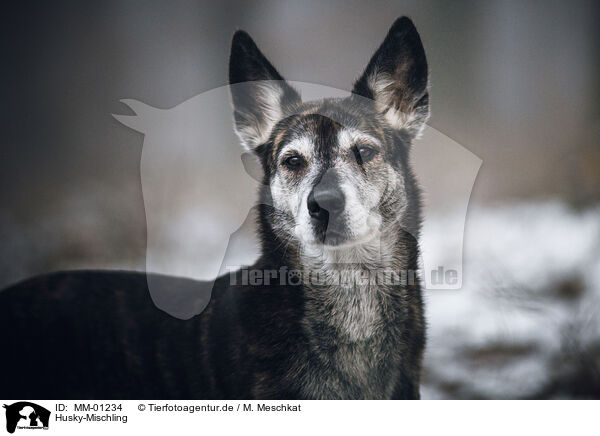 Husky-Mischling / Husky-Mongrel / MM-01234