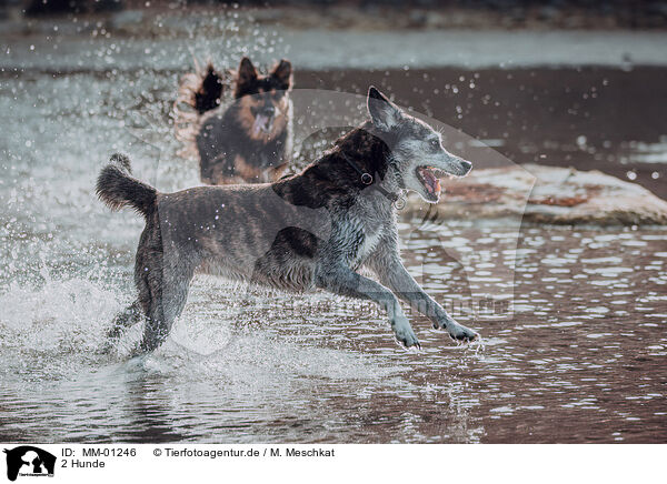 2 Hunde / 2 dogs / MM-01246
