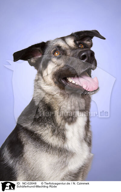 Schferhund-Mischling Rde / male Shepherd-Mongrel / NC-02648