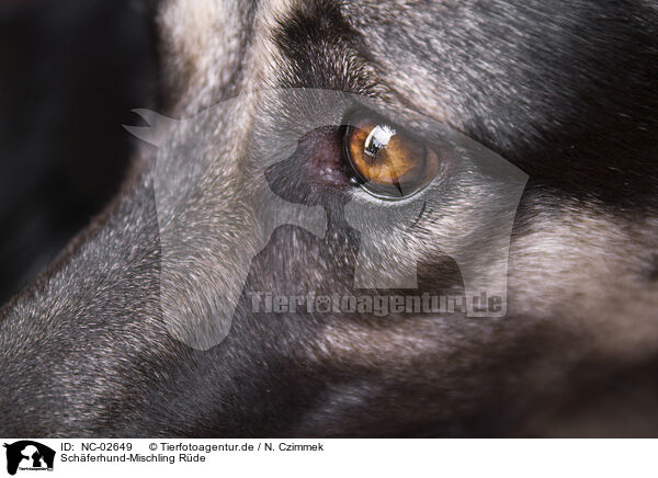 Schferhund-Mischling Rde / male Shepherd-Mongrel / NC-02649