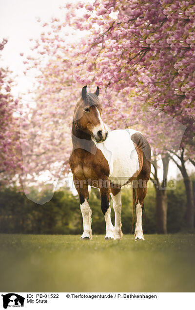 Mix Stute / cross mare / PB-01522
