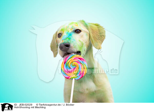 Holi-Shooting mit Mischling / holi shooting with mongrel / JEB-02029