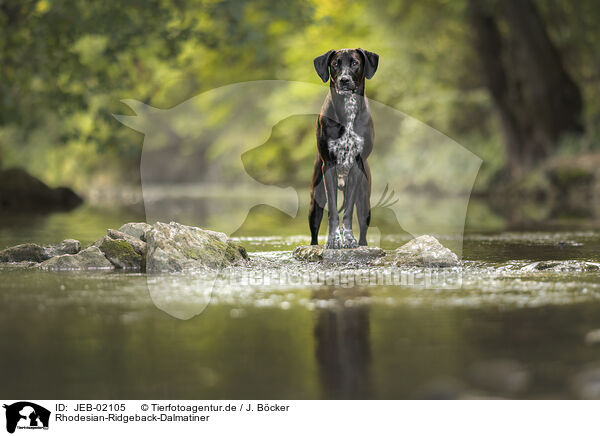 Rhodesian-Ridgeback-Dalmatiner / Rhodesian-Ridgeback-Dalmatian / JEB-02105