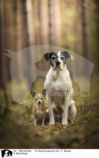 2 Mischlinge / TBA-02380