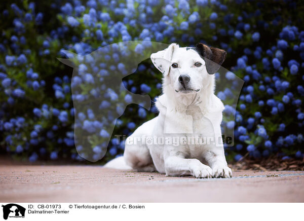 Dalmatiner-Terrier / Dalmatian-Terrier / CB-01973