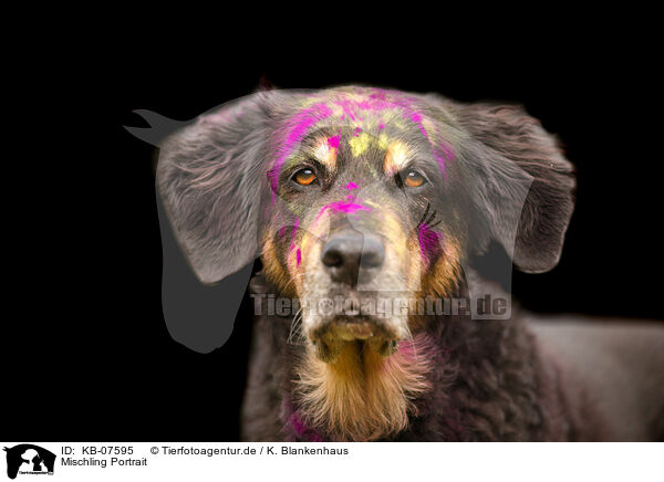 Mischling Portrait / mongrel portrait / KB-07595