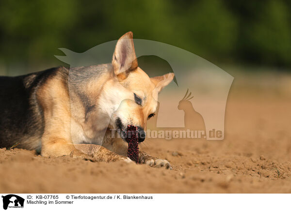Mischling im Sommer / mongrel in summer / KB-07765