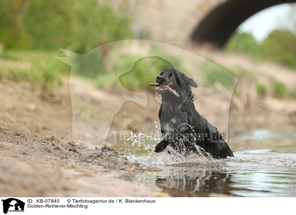 Golden-Retriever-Mischling / Golden-Retriever-Mongrel / KB-07840