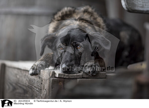 Mischling Hndin / female mongrel / AH-05933