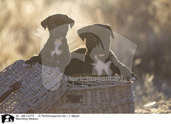 Mischling Welpen / mongrel puppies / JM-12775