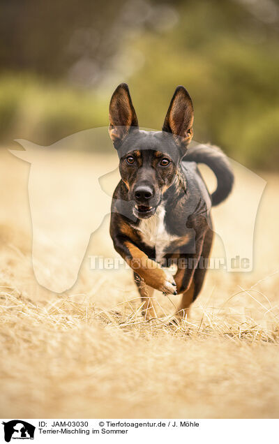Terrier-Mischling im Sommer / Terrier-Mongrel in summer / JAM-03030