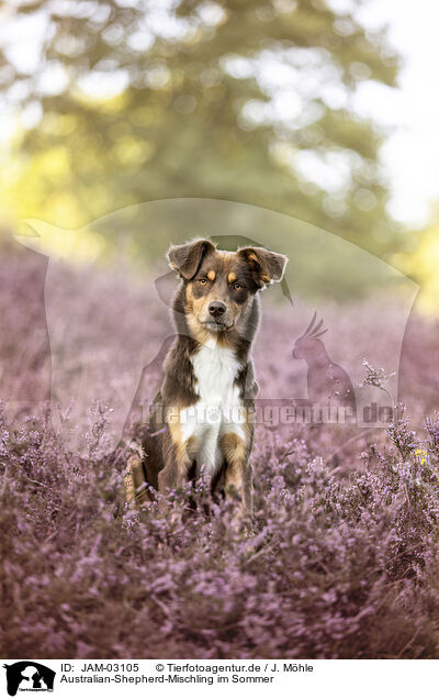 Australian-Shepherd-Mischling im Sommer / Australian-Shepherd-Mongrel in summemr / JAM-03105