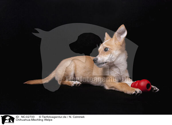 Chihuahua-Mischling Welpe / NC-02700