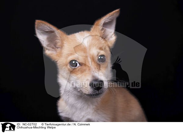 Chihuahua-Mischling Welpe / Chihuahua-Mongrel Puppy / NC-02702