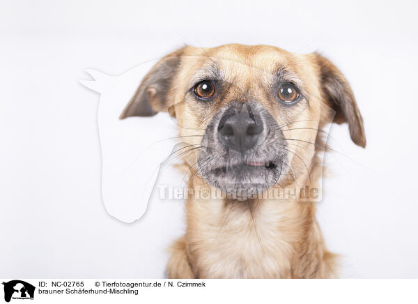 brauner Schferhund-Mischling / NC-02765
