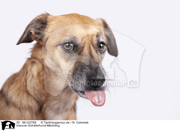 brauner Schferhund-Mischling / NC-02768