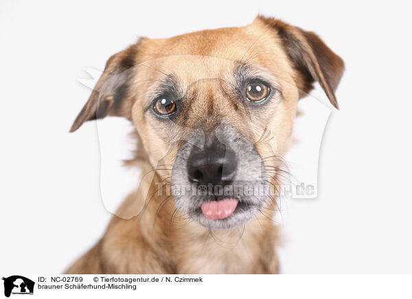 brauner Schferhund-Mischling / NC-02769