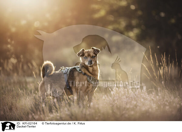 Dackel-Terrier / KFI-02164