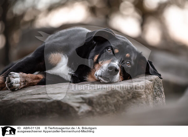 ausgewachsener Appenzeller-Sennenhund-Mischling / ABR-01128