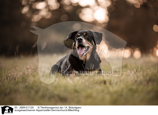 ausgewachsener Appenzeller-Sennenhund-Mischling / ABR-01129
